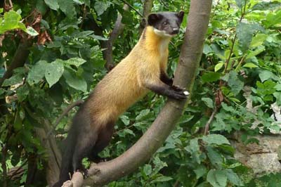 Yellow-Throughted Marten